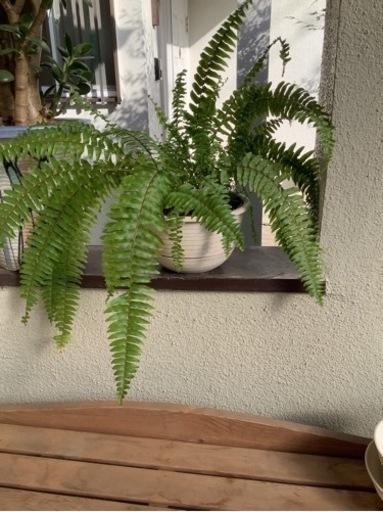 ボストンタマシダ1  観葉植物