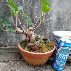 がじゅまる盆栽　鉢植え