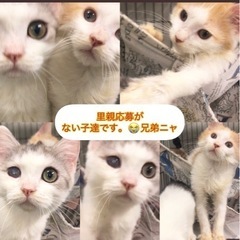 子猫ちゃんたちミックスネコちゃん　　●●アゴはネコでお世話・里親...