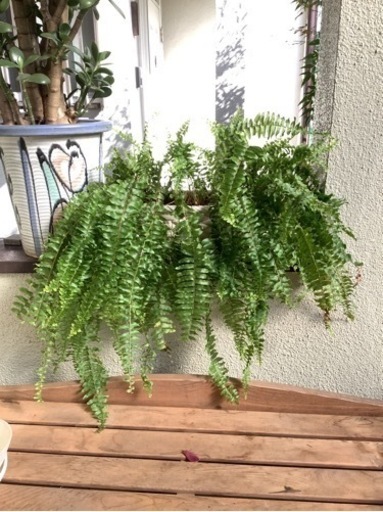 ボストンタマシダ2 観葉植物（楕円形鉢）