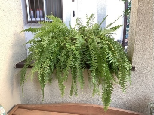 ☆彡観葉植物　ボストンタマシダ