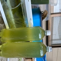 グリーンウォーター2000ml