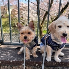 愛犬と一緒に夜ご飯友達。