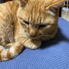 里親募集