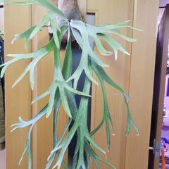 ビカクシダなど − 東京都