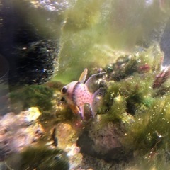 海水フルセット　お魚付きの画像