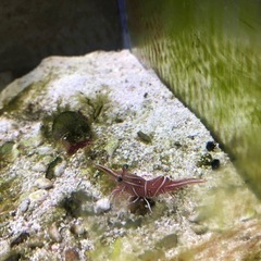 海水フルセット　お魚付きの画像
