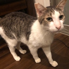 怪我しているところを保護した猫ちゃん