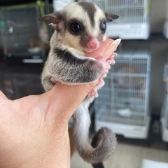 フクロモモンガ　ノーマルの兄弟です。