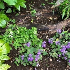 ★ 大岡山 ★ 苗 ★ タツナミソウ 紫と白 ★ 山野草の画像