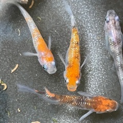 極上　三色ラメ　有精卵　30個の画像