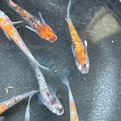 極上　三色ラメ　有精卵　30個の画像