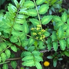 ★ 大岡山 ★ 山椒の新葉 ★ 10葉ほど ★ 香草 ★ お料理...