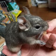 デグー(ブルー)1歳 里親募集