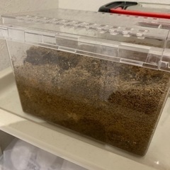 カブトムシ