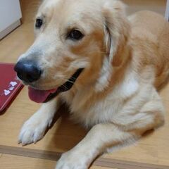 ゴールデンレトリーバーオス2才