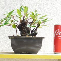 盆栽ガジュマル