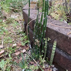 トクサ　とくさ　苗　庭　ガーデニング　野草