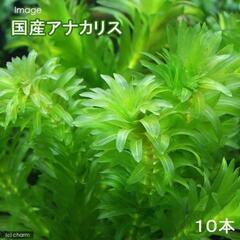 アナカリス　50本　水草