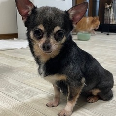 おっとり優しく人が大好きなチワワの女の子