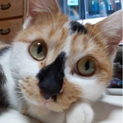 猫を探して下さい