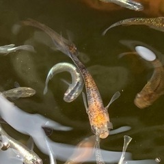 めだか10匹の画像