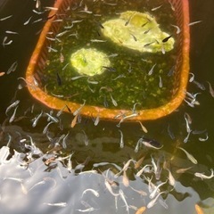 めだか10匹の画像