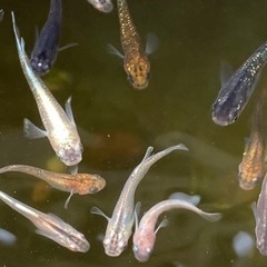 めだか10匹の画像