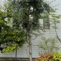 オリーブの木　オリーブの画像