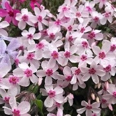 アメージンググレース(芝桜)