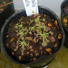 食虫植物Drosera occidentalis x pulchella ¥800の画像