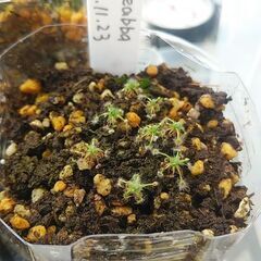 食虫植物drosera eneabba ¥1000の画像
