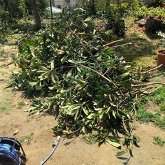 ビワの葉、枝