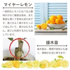 マイヤーレモン　2年生　接木苗　7号ポット　枝付き仕立ての画像