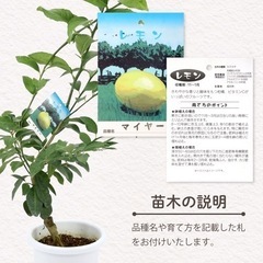 マイヤーレモン　2年生　接木苗　7号ポット　枝付き仕立ての画像