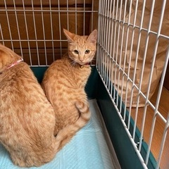 2匹一緒に決まりました