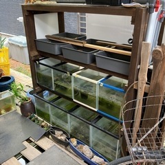水槽セット メダカ飼育