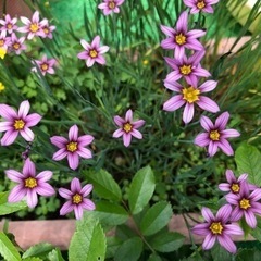 ★ 大岡山 ★ 庭石菖 ニワゼキショウ 苗 ★
