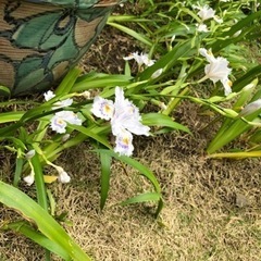 ★ 大岡山 ★ 苗 ★ シャガ ★ 3株 ★ の画像