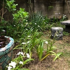 ★ 大岡山 ★ 苗 ★ シャガ ★ 3株 ★ の画像