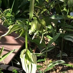 ★ 大岡山 ★ 苗 ★ ホウチャクソウ ★ 山野草 ★ 鉢付の画像