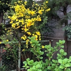 ★ 大岡山 ★ 苗 ★ ヤマブキ ★ 一重 ★ 数株あります