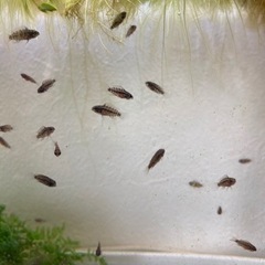 ホイグネイ（wild）のF1稚魚10匹_4の画像