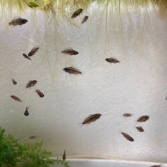 ホイグネイ（wild）のF1稚魚10匹_4の画像