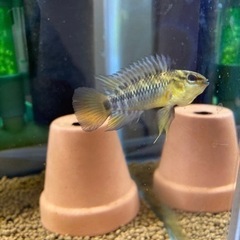 ホイグネイ（wild）のF1稚魚10匹_4