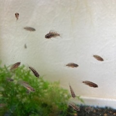 ホイグネイ（wild）のF1稚魚10匹_4の画像