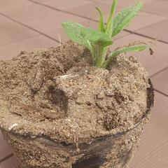 菊芋(食べるインシュリン)苗