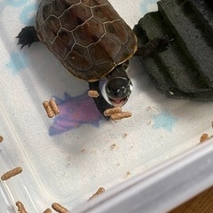クサガメの里親さんを探しています。