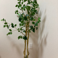 【受け渡し予定者確定済み】ニトリ　観葉植物　155センチくらい