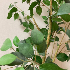 【受け渡し予定者確定済み】ニトリ　観葉植物　155センチくらいの画像